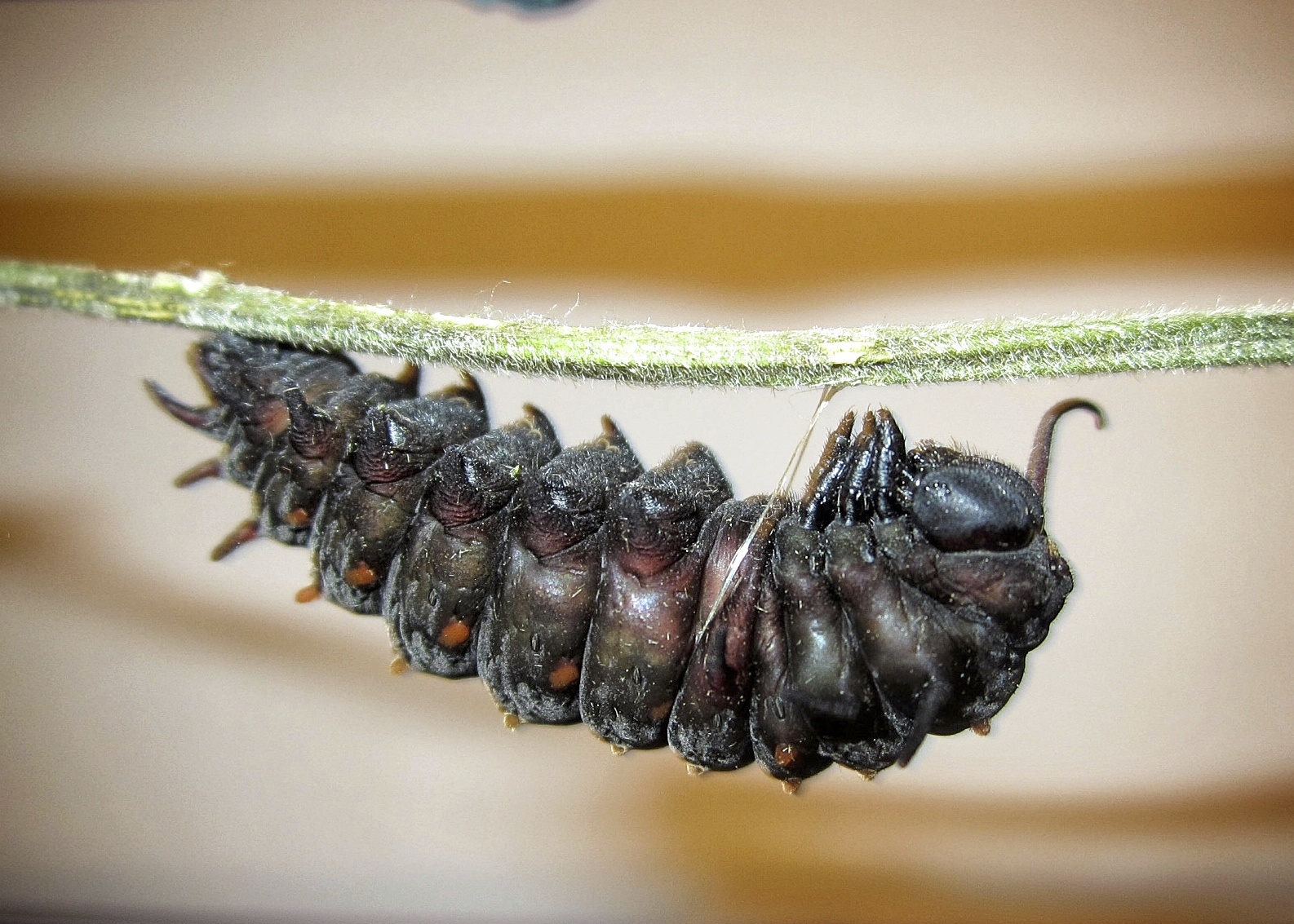 Dark brown caterpillar hanging from a green stem