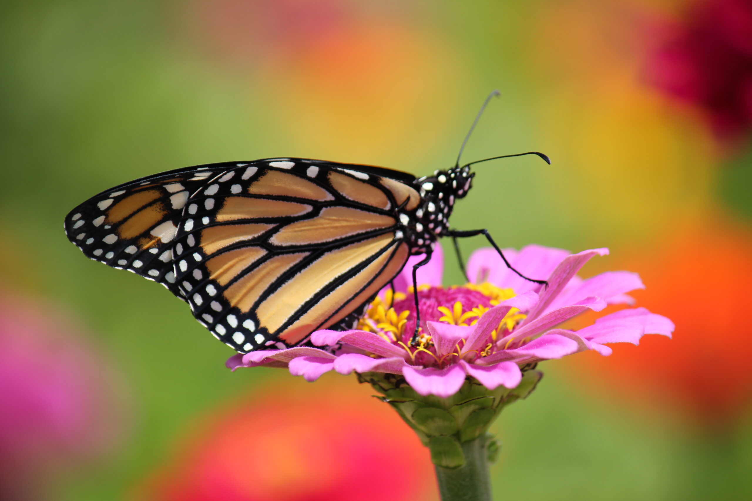 Orange Monarch resting on a pink flower