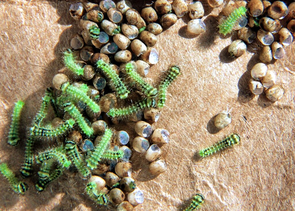 Close up of caterpillars coming out of their eggs