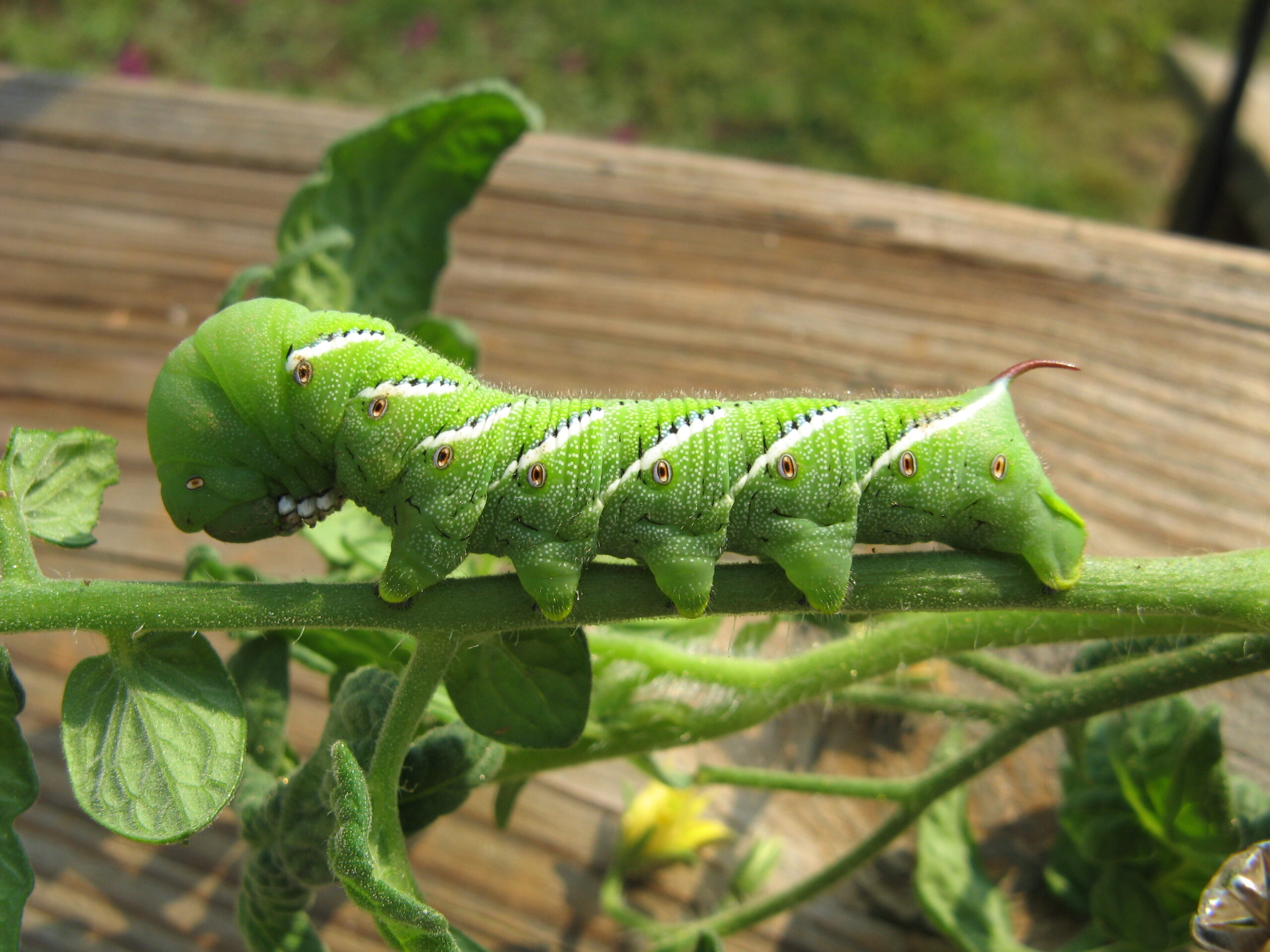 Green Caterpillar sitting on green plant stem
