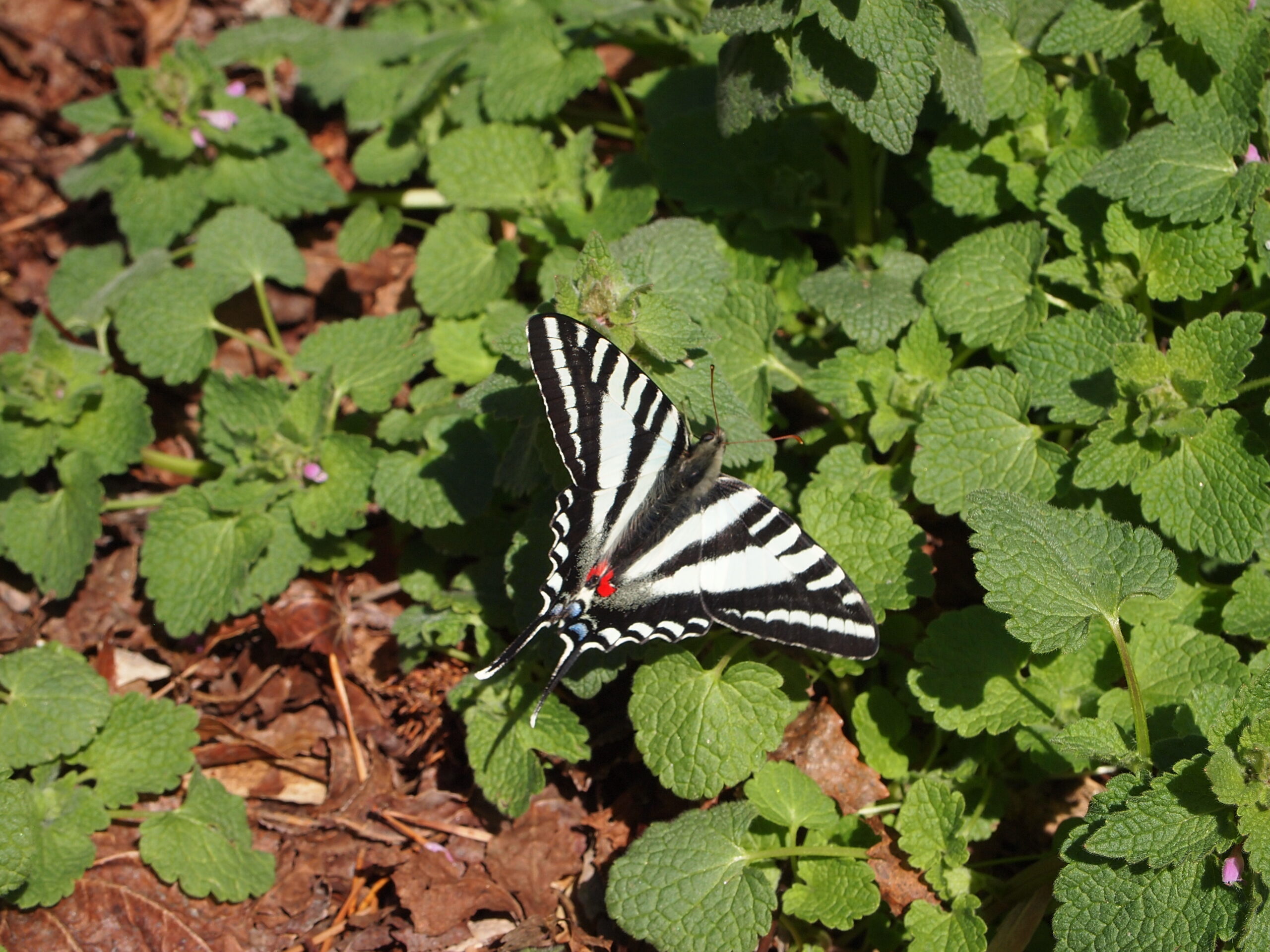 Black and white butterfly resting on the ground