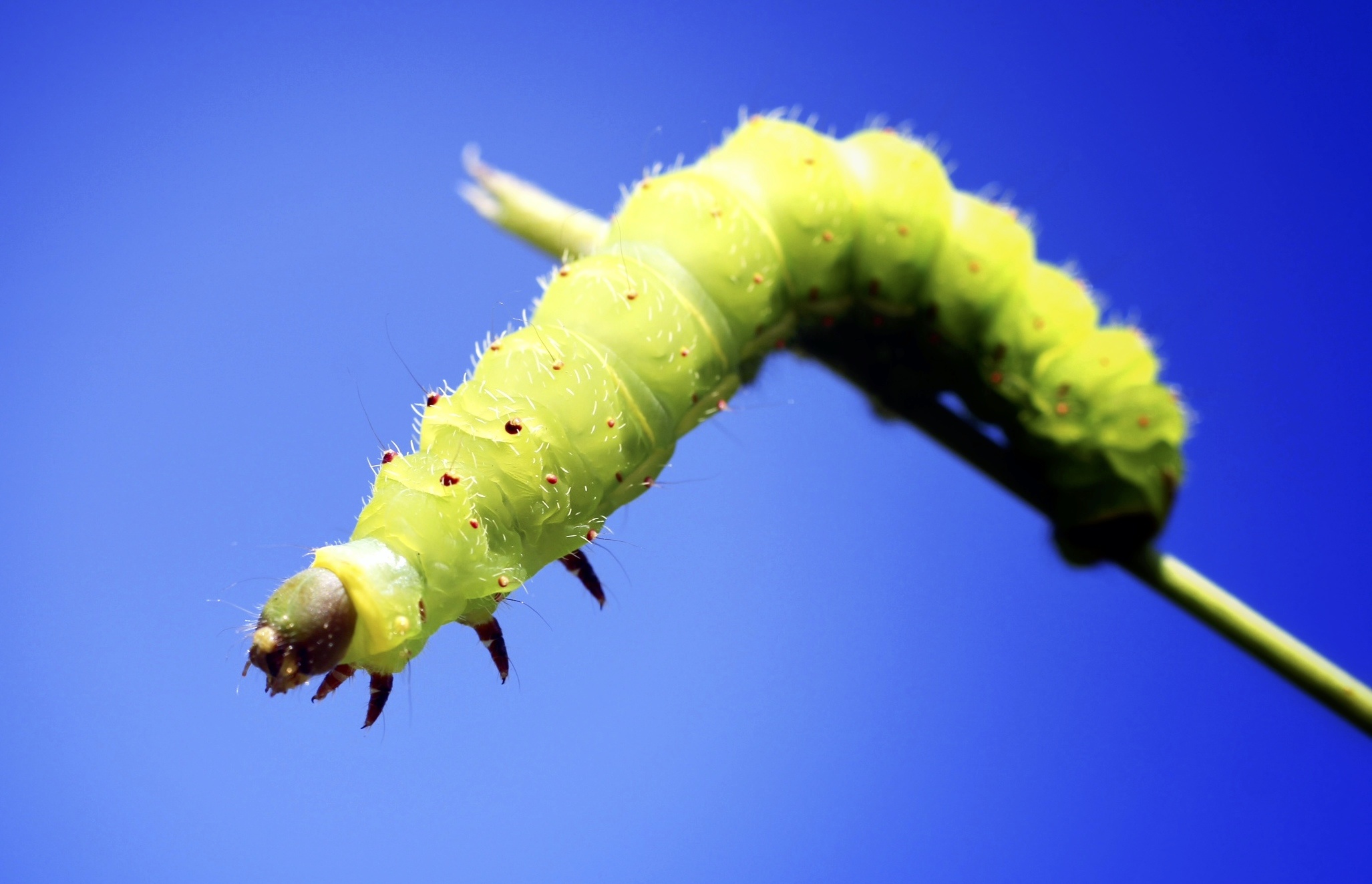 Green caterpillar on a stem