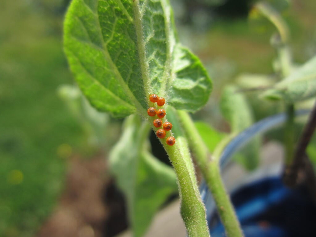 Close up of orange caterpillar eggs