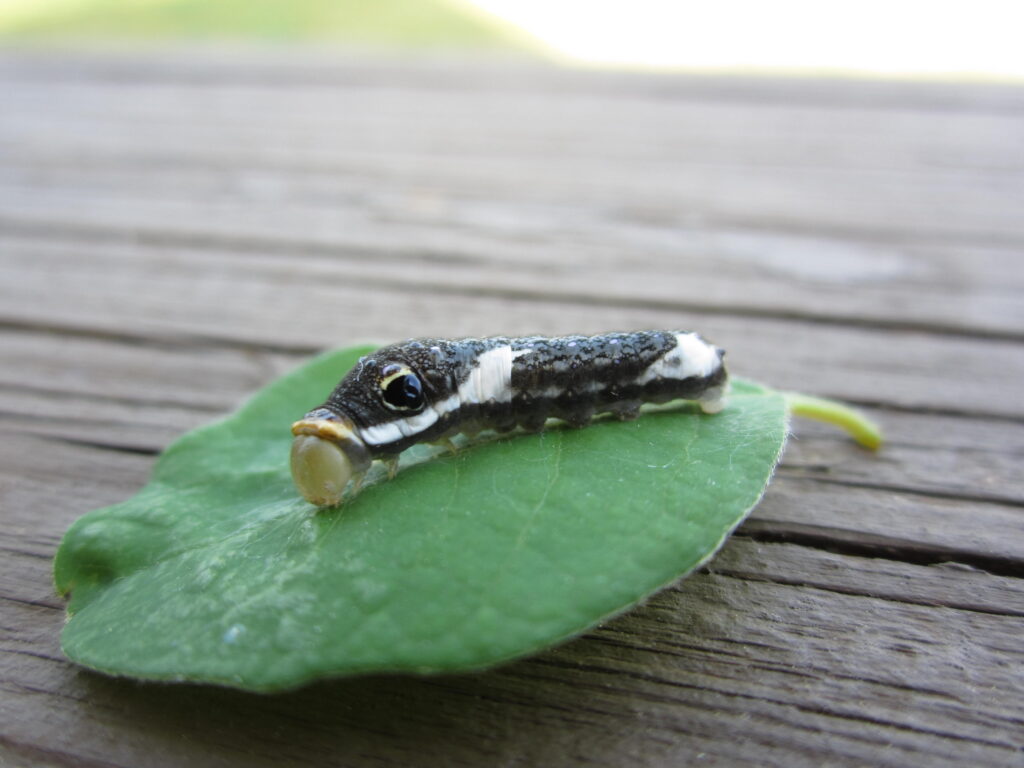 Black and white caterpillar on a green leaf sitting on a porch