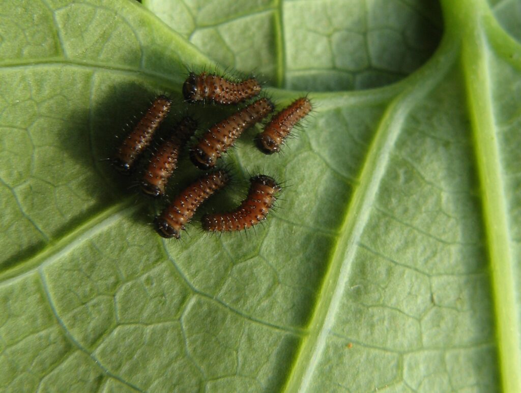 close up of orange and black caterpillar on a leaf