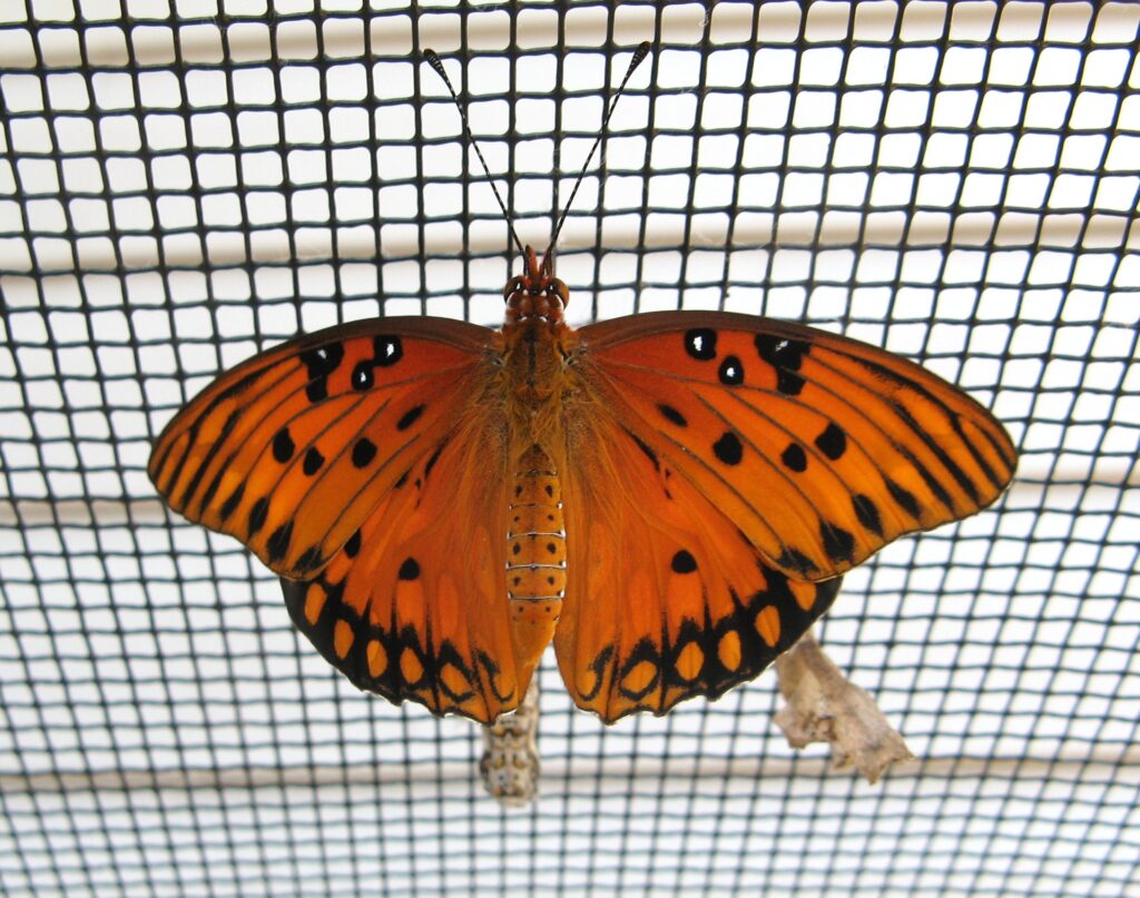 orange butterfly back-shot, coming out of its cocoon