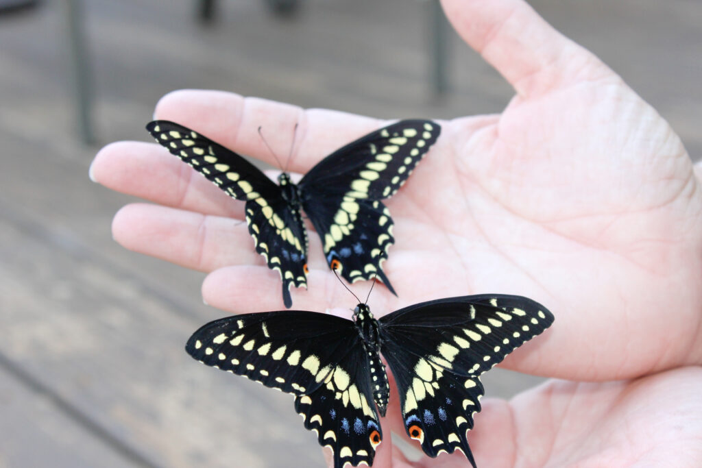 Hand holding black and yellow butterflies